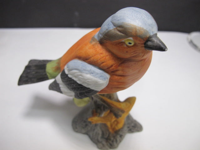 Chaffinch bird