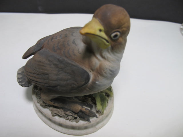 Snowbird bird